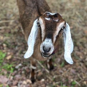 Meet your Posher, Andria